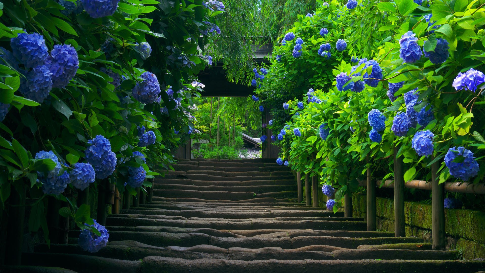 Stairway to a Garden of Nature