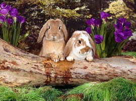 Two Cute Bunnies Wallpaper