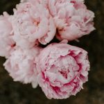 Bouquet of Pink Peonies HD Wallpaper