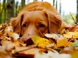 Dog in Autumn Leaves