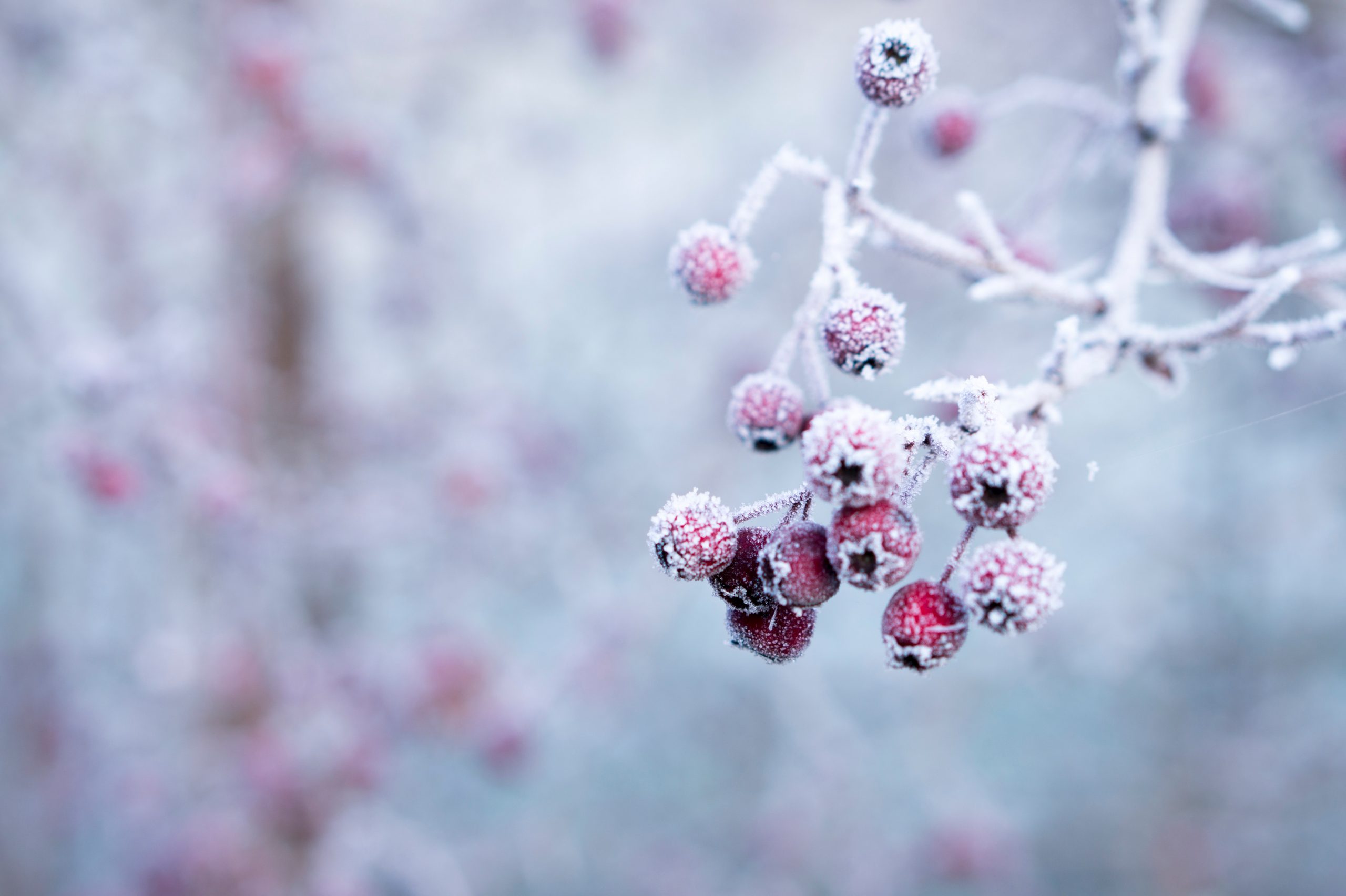 Frozen Berries HD Wallpaper