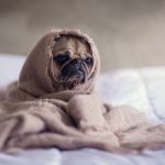 Pug in a Blanket Wallpaper