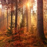 Sunlit Autumn Forest HD Wallpaper