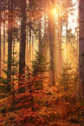 forest sunlit autumn path background