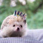 Tiny Hedgehog Wallpaper