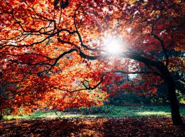 Tree with Red Leaves Wallpaper