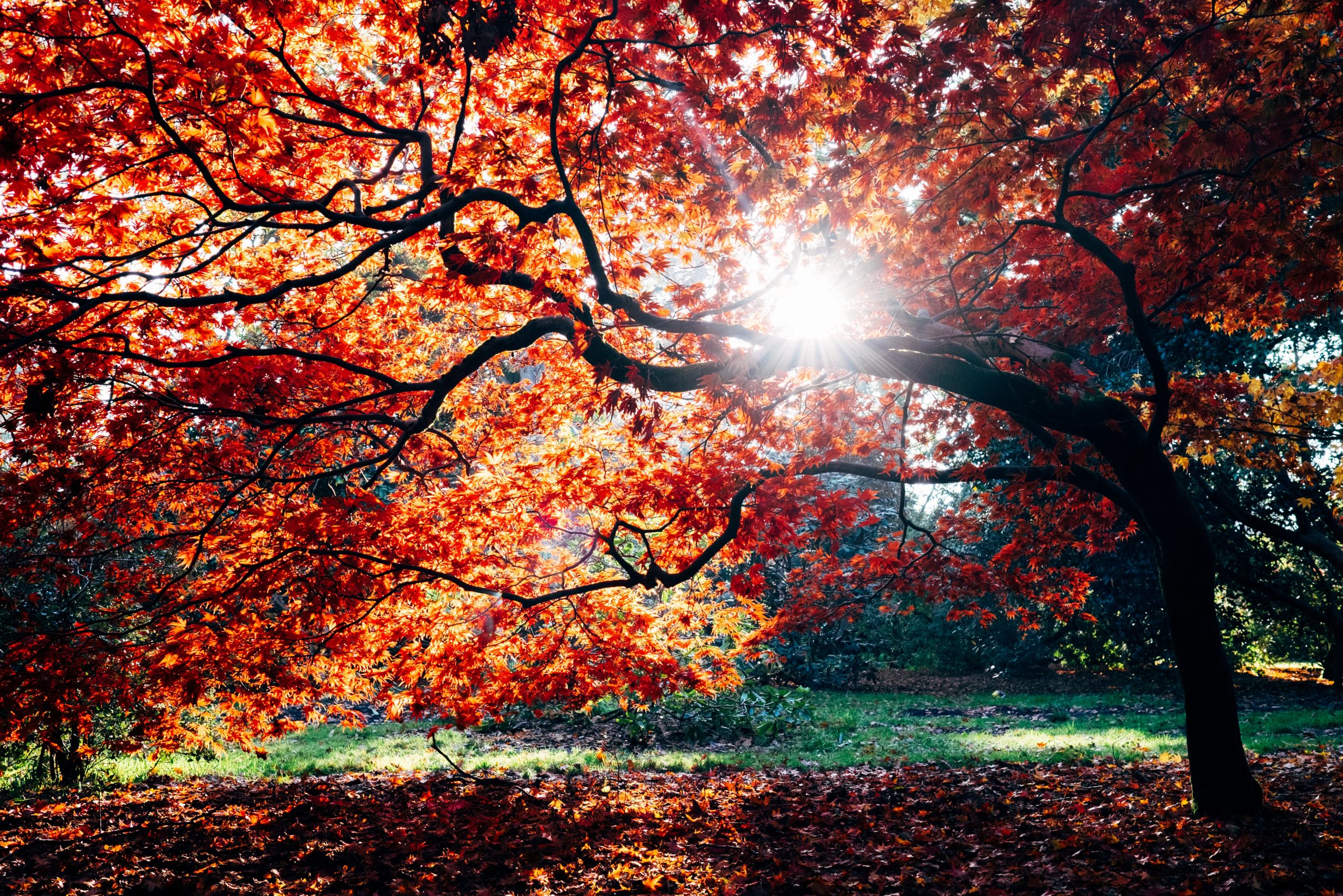 Tree with Red Leaves Wallpaper
