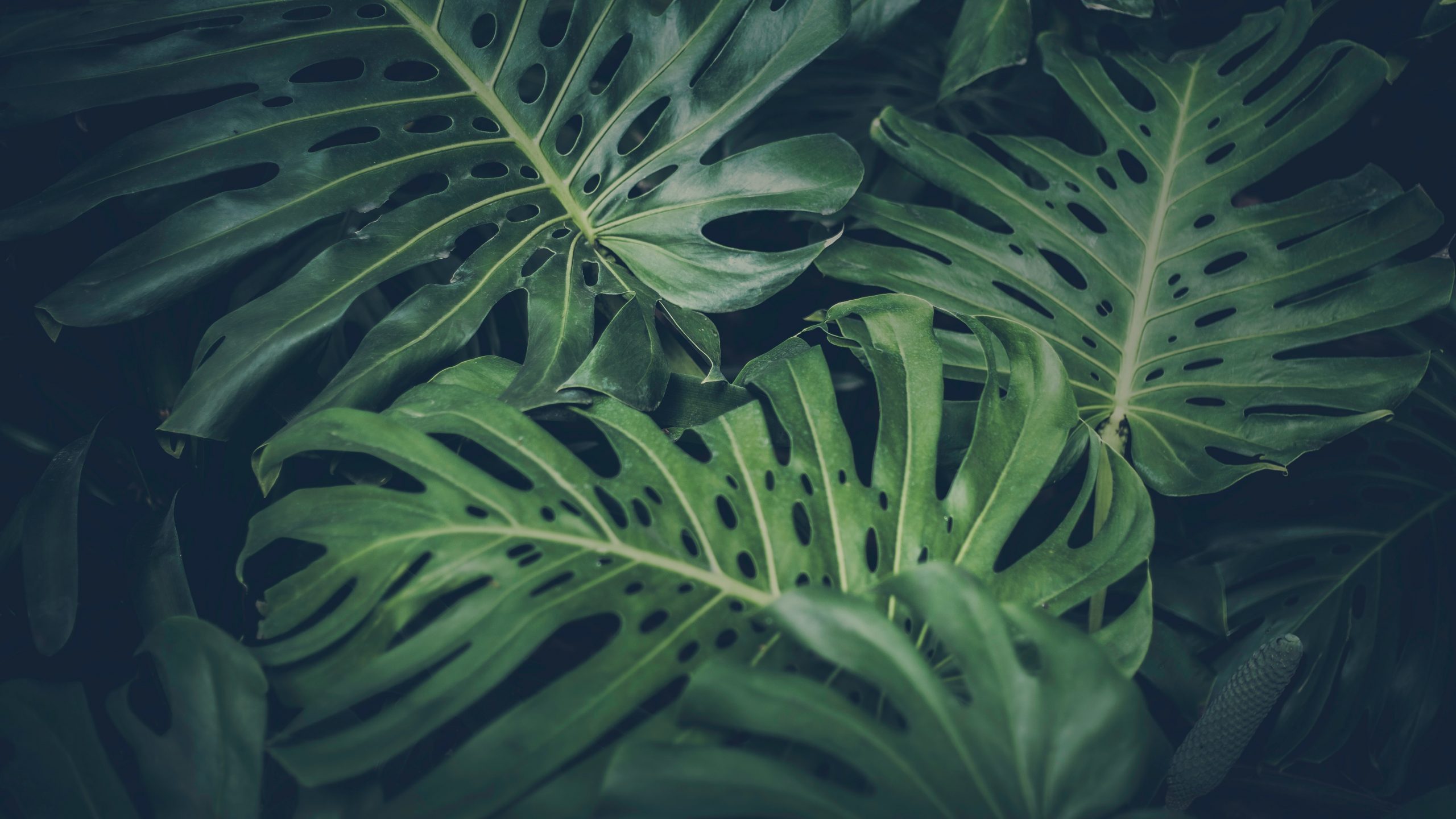 Tropical Leaves Wallpaper - High Definition, High Resolution HD