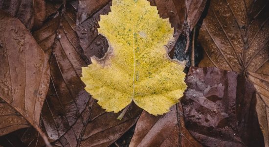 Yellow Autumn Leaf Wallpaper - High Definition, High Resolution HD