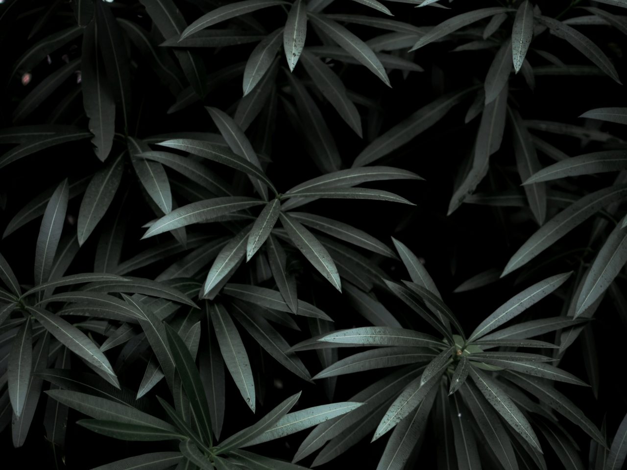 Dark Leaves Autumn - High Definition, High Resolution HD Wallpapers