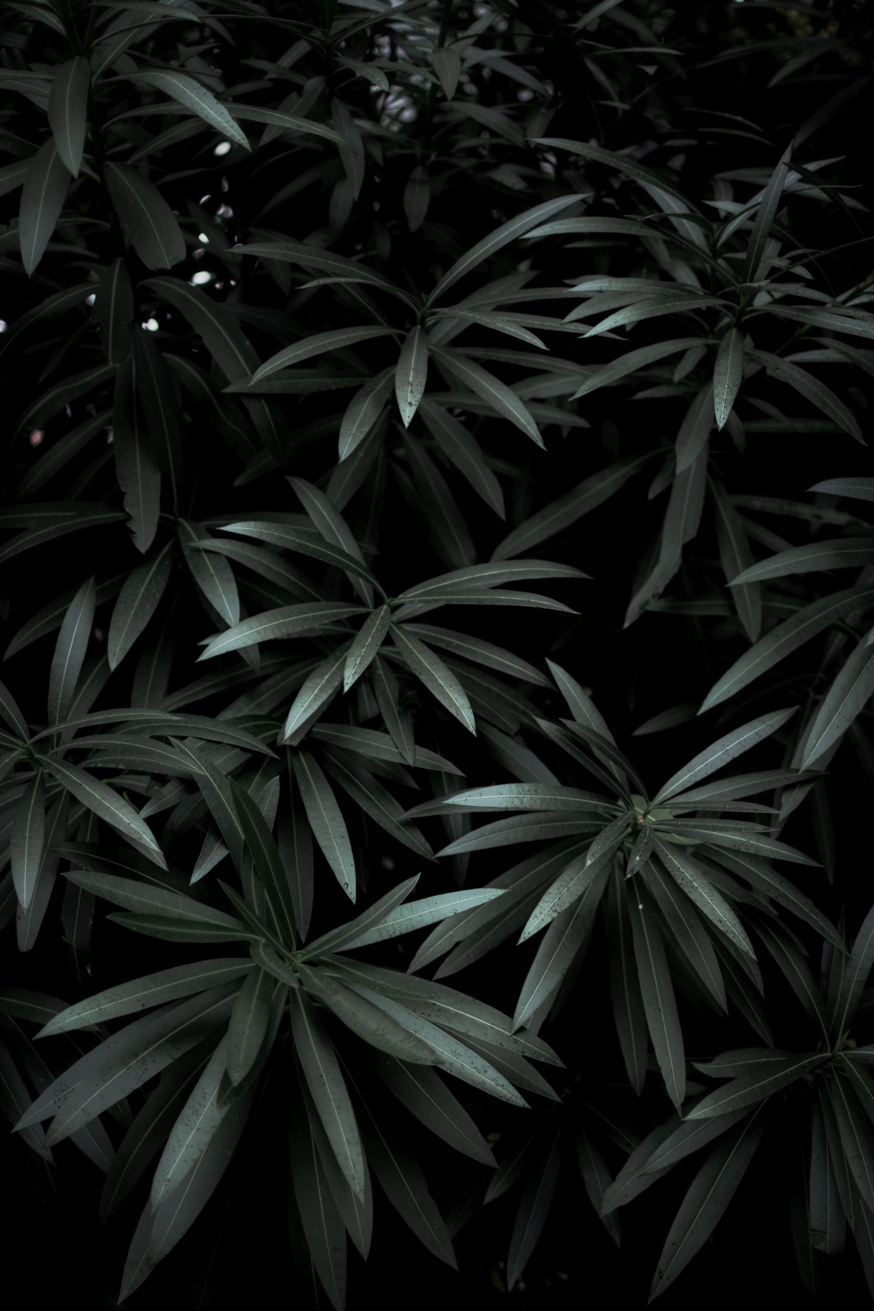 Dark Leaves Autumn - High Definition, High Resolution HD Wallpapers : High  Definition, High Resolution HD Wallpapers
