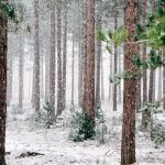 Snowy Evergreen Forest Wallpaper